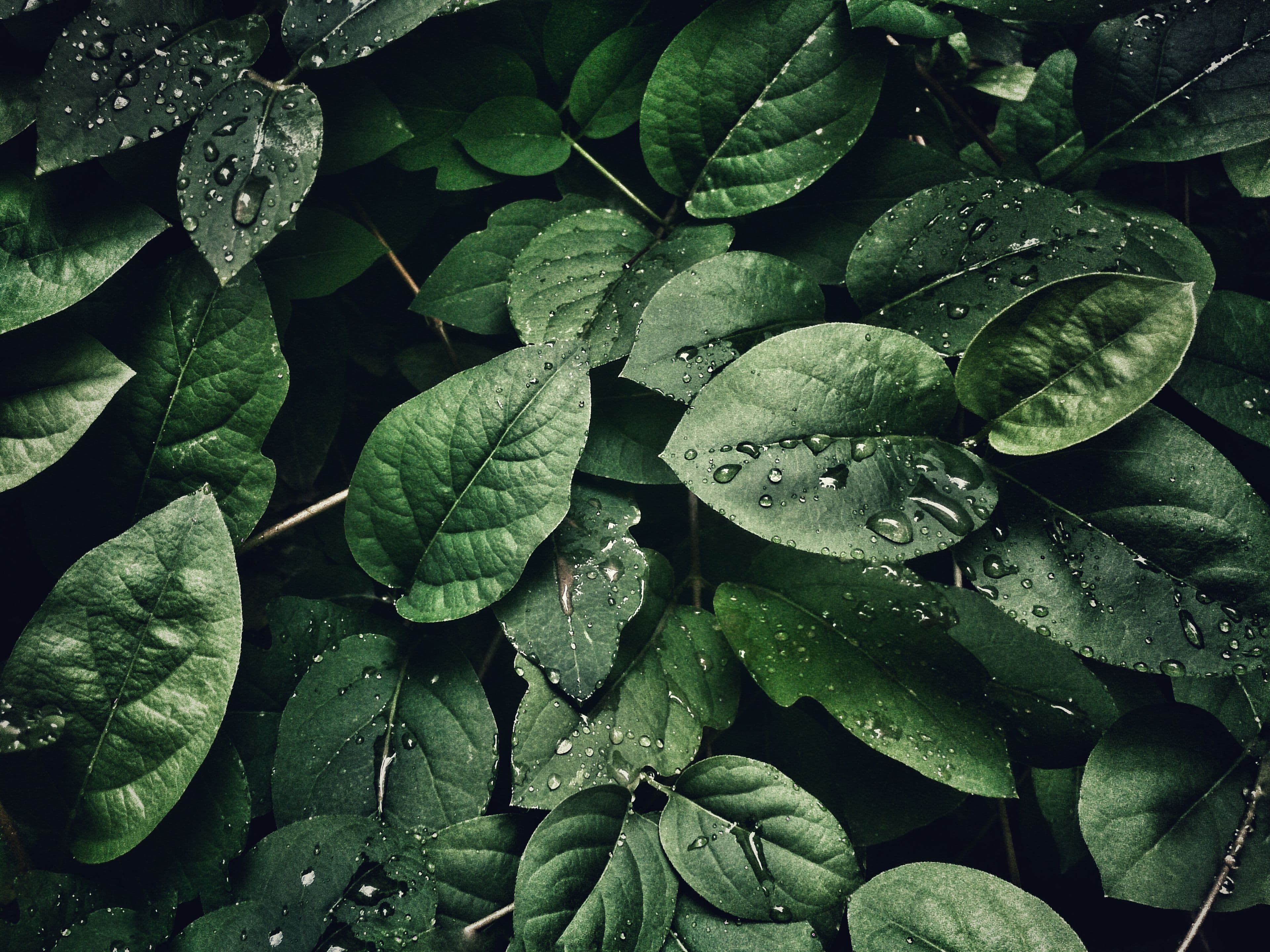 Lush green leaves — creative atmosphere for Luminara Studio